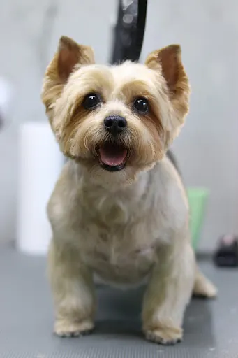 Okami Salon Pielęgnacji Zwierząt